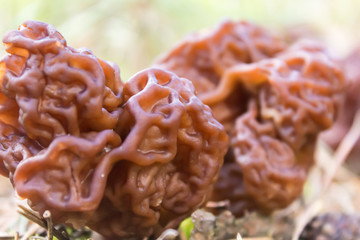 Morel - the first spring mushroom among the firs and pines . Spring forest in the middle of April. Podlasie, Poland.