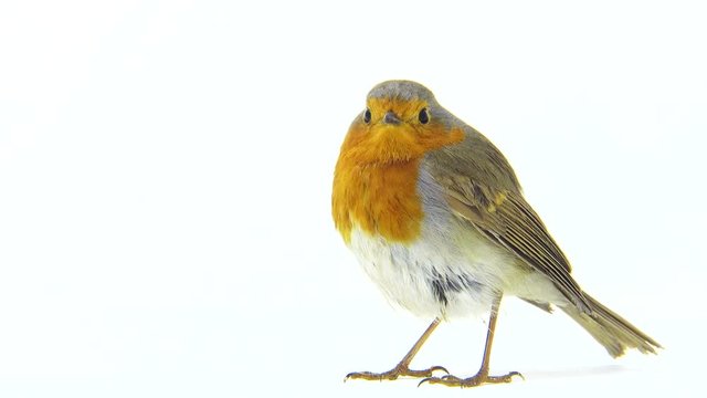 robin isolated on a white background