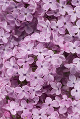 Naklejka na ściany i meble Background of lilac flowers pink close-up