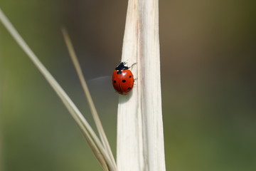coccinelle