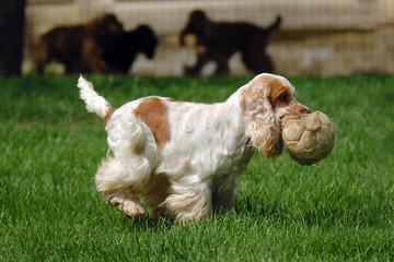 Portrait of English Cocker spaniel dog