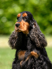 Portrait of English Cocker spaniel dog