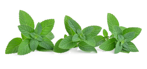 Fresh mint leaves isolated on white