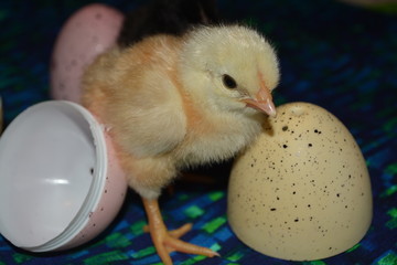 Baby chicken that we hatched with plastic Easter eggs 