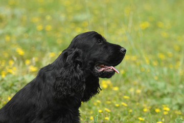 Portrait of English Cocker spaniel dog