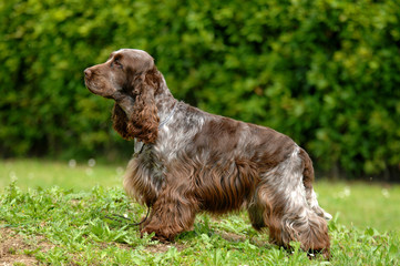 Portrait of English Cocker spaniel dog - obrazy, fototapety, plakaty