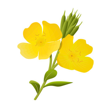 Yellow evening primrose. Sundrop, suncup or oenothera fruticose flower and leaf isolated