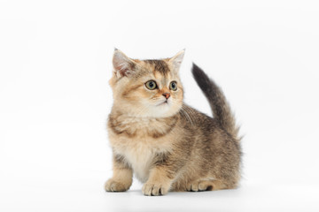 Little cute kitten striped on a white background