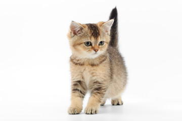 Little cute kitten striped on a white background