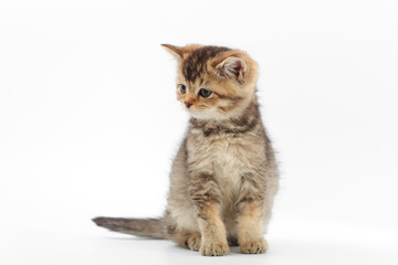 Fototapeta premium Little cute kitten striped on a white background