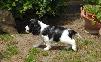 Portrait of English Cocker spaniel puppy dog.