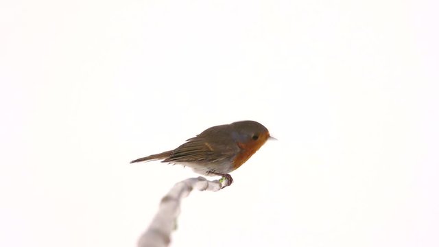 robin isolated on a white background