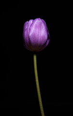 Close up photo of a purple colored tulip flower on its stem. Black background. Selective focus