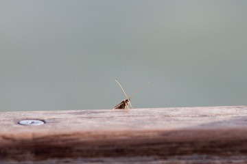Köcherfliegen