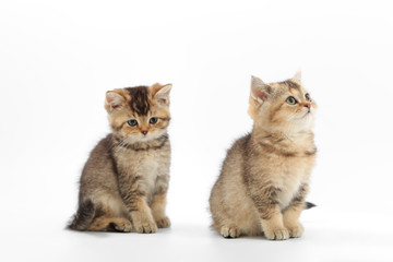 Obraz premium Little cute kitten striped on a white background