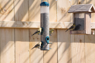 wild gold finches feeding at a feeder