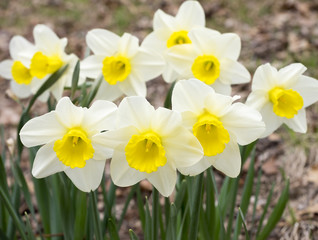 White and Yellow Daffodils in a Forest