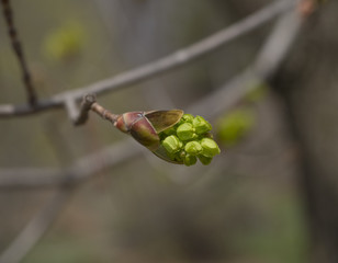Budding Maple Leaves in Spring