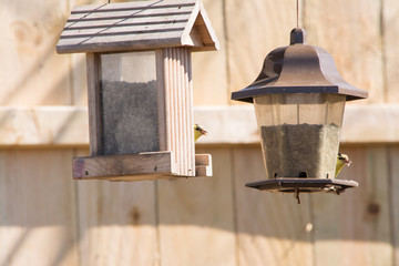 wild gold finches feeding at a feeder