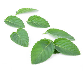 Naklejka na ściany i meble Fresh mint leaves isolated on white