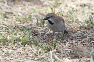 Male Rufous sparrow feeding on the ground in the savanna in dry season
