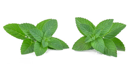 Fresh mint leaves isolated on white