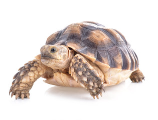 Turtles isolated on white