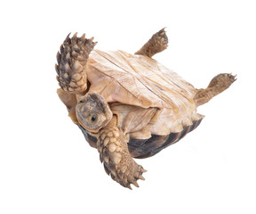 Turtles isolated on white