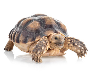 Turtles isolated on white