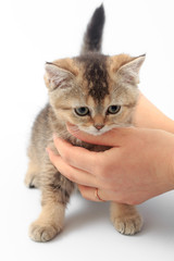Little cute kitten striped in the hands of a man on a white background