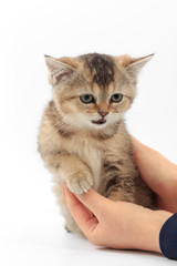 Little cute kitten striped in the hands of a man on a white background