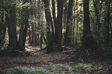 Fototapeta premium Mysterious dark sunset forest