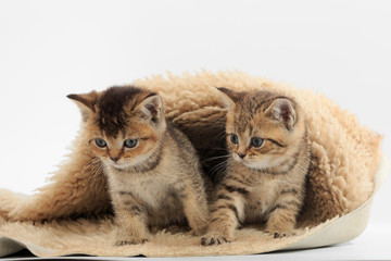 Fototapeta na wymiar Little cute kitten on a fur litter on a white background