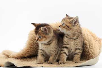 Naklejka na ściany i meble Little cute kitten on a fur litter on a white background