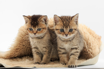 Fototapeta na wymiar Little cute kitten on a fur litter on a white background