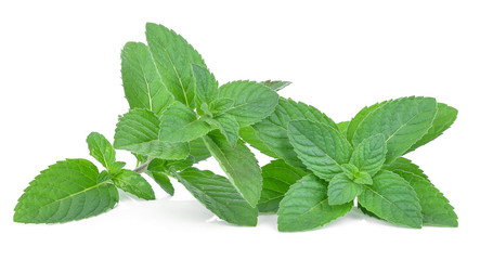 Fresh mint leaves isolated on white