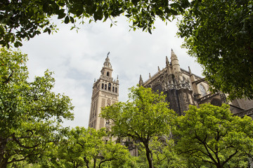 Fototapeta na wymiar Seville Cathedral and the Giralda views from the garden of the Oranges