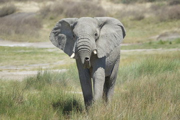 Fototapeta na wymiar African elephant (Loxodonta africana) smelling and looking at camera, Serengeti national park, Tanzania.