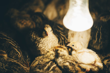 Adorable quail birds right after the incubator in the farm