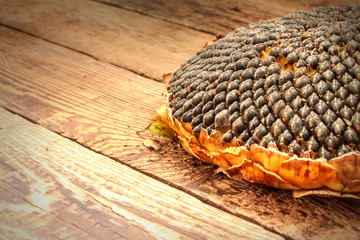 close up of the seeds in sunflower.