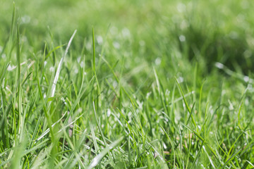 grass