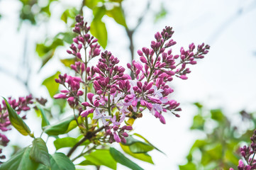 Blossoming lilac Bush
