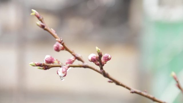 Spring apricot blossoms. apricot-tree flowers.