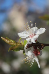 apricot flower