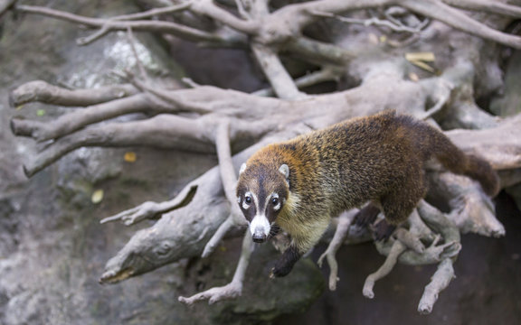 mexican racoon on a brunch