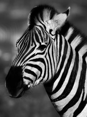 Fototapeta na wymiar Close up of a Zebra