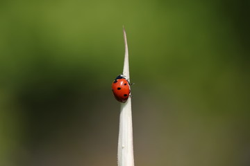 coccinelle