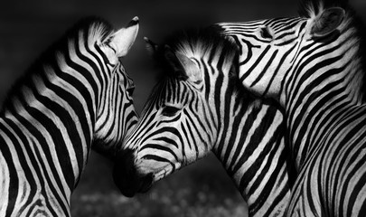 Close up of a playful group of Zebras