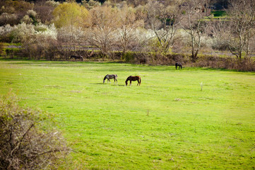 Countryside landscape with two horses in farm field in early spring.