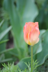 Fototapeta premium tulip